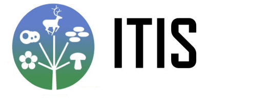 The ITIS Logo